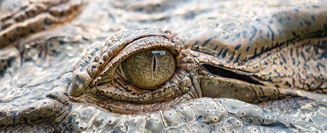 setting up a trust in australia